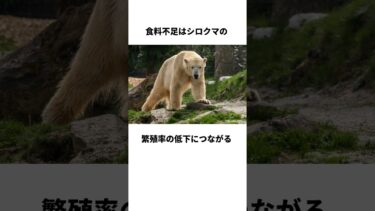 ❄️シロクマが消える？！温暖化の衝撃的な影響 #shorts #雑学 #トリビア