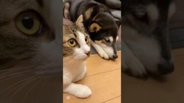 地球代表の極秘会談　近年の気候変動について深く討論