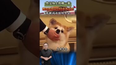 外交場上滑稽一幕，普京帶狗會見日本外交官，狗朝對方狂吠不止 #歷史 #近代史 #歷史人物 #人物故事