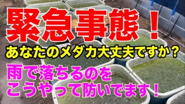 異常気象！豪雨！メダカ飼育で気を使う場面到来！はたして無事なのか？！