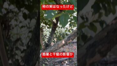 異常気象が原因か沢山の柿の実が落ちた