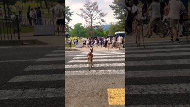 【海外の反応]これが日本の鹿🫎ヤバイよ横断歩道を渡るNARA  PARK