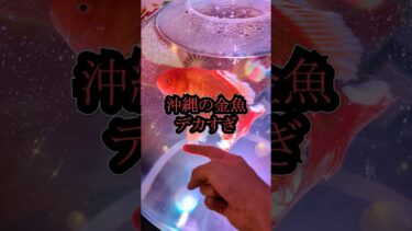 【本音レビュー】海外客向けすぎる金魚ミュージアム