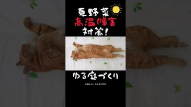 【丸オクラ、バジル】異常気象でも大量収穫！高温障害対策#shorts #オクラ #バジル #夏野菜 #異常気象 #肥料