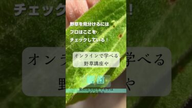 野草食協会～気候変動時代を生き抜く！食材としての野草の使い方。