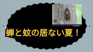#435 異常気象、蝉もクラゲも姿を消した!蚊のいない夏