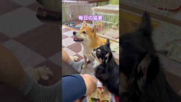 犬も地球温暖化が心配！ #柴犬 #チワワ #会津若松 #地球温暖化