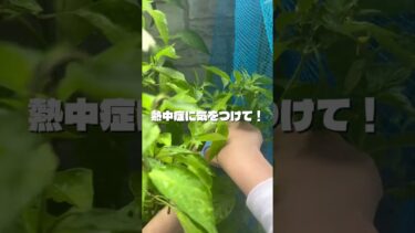 【熱中症対策】毎年暑いからもう異常気象ではないのでは？　#おすすめ #熱中症 #2025年 #shorts