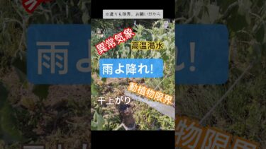 『異常気象の中で雨乞い』暑さ記録更新が続く中で暑すぎてみんなぐったり