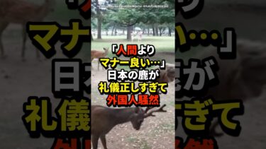 【海外の反応】「人間よりマナー良い…」日本の鹿が礼儀正しすぎて外国人騒然#shorts