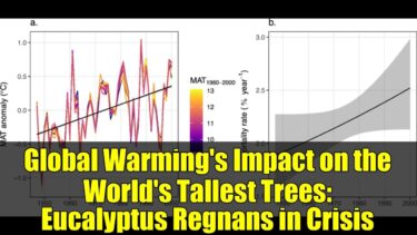 Global Warming’s Impact on the World’s Tallest Trees: Eucalyptus Regnans in