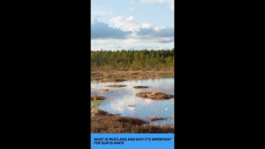 What is Peatland Why it’s Essential for our Climate #climate #environment