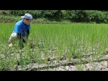 異常気象がもたらす「ふふふ米」への試練 —— 乾いた田んぼに給水車、農家は不安と向き合う夏