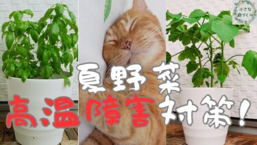 【丸オクラ、バジル】異常気象でも大量収穫！高温障害対策