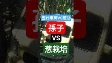 【葱】異常気象の戦い方を孫子さんに教えていただきました🔥