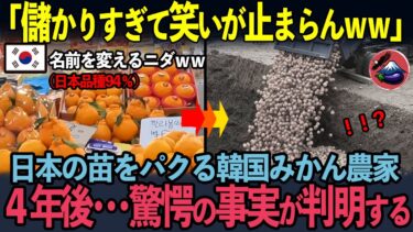 【海外の反応】「日本のせいニダ！」名称変更で売りまくった韓国産みかん…4年後に直面した“地獄の代償”とは？