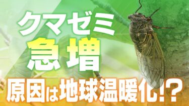 ｢クマゼミ｣急増   原因は地球温暖化?  関東に分布広がる…  暑すぎてセミが｢夏眠｣を!?