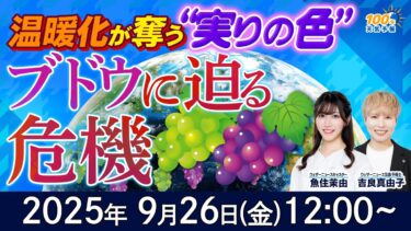 【気候変動番組】100年天気予報~温暖化が奪う“実りの色”ブドウに迫る危機~/2025年9月26日(金)12:00~/魚住茉由・吉良真由子