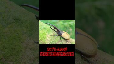カブトムシが地球温暖化対策に貢献！