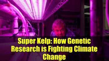 Super Kelp: How Genetic Research is Fighting Climate Change