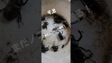 本当に今年は異常気象なんだな！まだノコギリが居るなんて今までに経験がない #クワガタ #ムシキング #ノコギリクワガタ