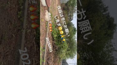 20250913-002猛暑酷暑残暑異常気象高温障害熱中症新型コロナ秋祭り獅子舞