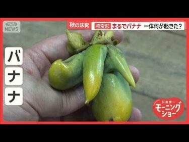 異常気象…秋の味覚に異変　柿は変形まるでバナナ　レンコン巨大化「奇跡の価格」に【羽鳥慎一モーニングショー】(2025年9月16日)