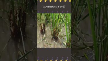 こんな状況見たことない💦 #異常気象 #ザリガニ #異常気象 #ザリガニ #環境問題 #自然の驚異 #instagram #インスタ #9229