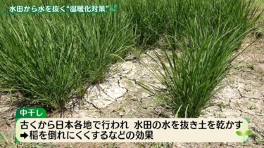 水田から水を抜く“温暖化対策”【アプデの森】