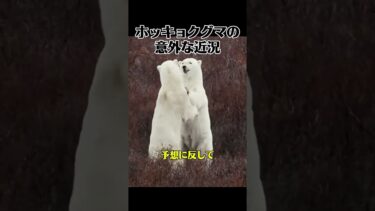 地球温暖化で絶滅すると言われてきたホッキョクグマの意外な近況