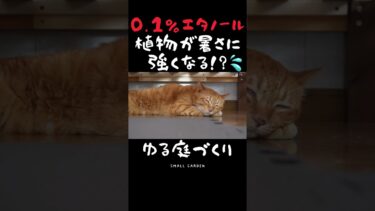 【花も野菜も！エタノール与えてみた】異常気象から植物を守る最先端研究に感謝！#shorts #エタノール #異常気象 #暑さ対策 #庭づくり