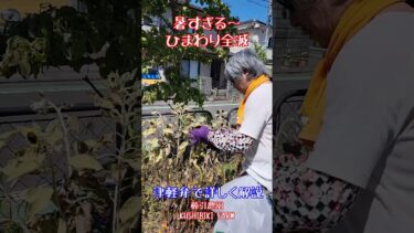 ひまわり異変#ひまわり全滅#気候変動 #櫛引農園 #猛暑日 #水不足 #津軽弁