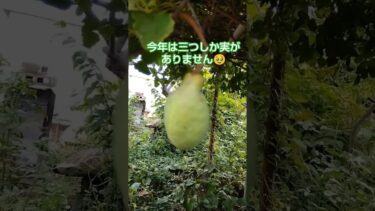 2025年9月14日　アケビ#田舎暮らし#アケビ#異常気象