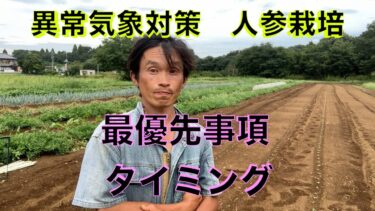 【異常気象対策】【育てるやさい　人参】　逃すなタイミング