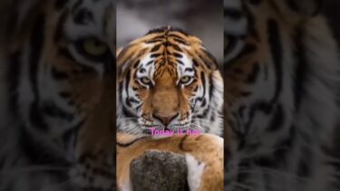 I’m happy #animallovers #animals #funny #ai #cuteanimals #おもしろ #どうぶつ #地球温暖化