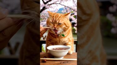 【猫の爆速飯】おデブ猫のもぐもぐが止まらない🔥🐱 #shorts #猫 #食べる猫 #日本