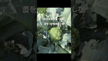 異常気象に負けず冬野菜の準備 #犬と田舎暮らし #バジルくん #ゴールデンレトリーバー  #kandkfarm #カントリーsideライフ