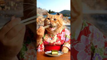 【爆速チャレンジ】おデブ猫の新記録なるか！？💨🐾 #shorts #猫 #食べる猫 #日本