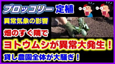 【大ピンチ】異常気象でヨトウムシが異常大発生！貸し農園全体が大騒ぎに／ブロッコリー定植／害虫一覧／閲覧注意だけど凄いから頑張って見て！