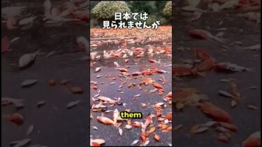 日本ではありえない信じられない異常気象#shorts