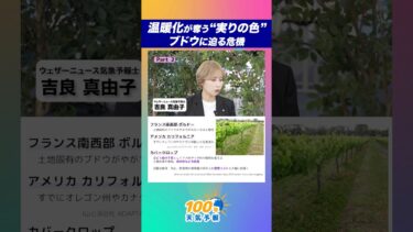 【100年天気予報】~Part 2~ 温暖化が奪う“実りの色”ブドウに迫る危機　#通勤タイパ #天気 #気候変動 #学び