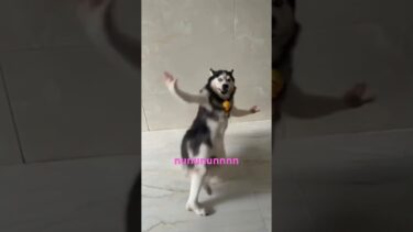 Nununununnnn#animallovers #animals #funny #ai #cuteanimals #おもしろ #地球温暖化