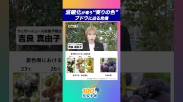 【100年天気予報】~part 1~ 温暖化が奪う“実りの色”ブドウに迫る危機 #通勤タイパ #気候変動 #天気 #学び