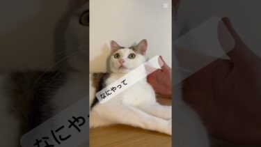 #cat #猫のいる暮らし 今日のネコ雑学は量子コンピュータと多次元世界について