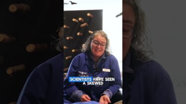 Can Climate Change Decide a Turtle’s Sex? #ScienceShorts #ScienceNorth