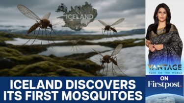 Iceland Discovers Mosquitoes for the First Time Amid Climate Change | Vantage