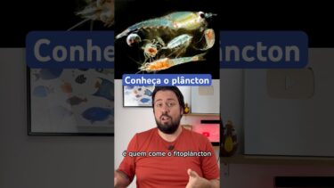 O SEGREDO do PLÂNCTON