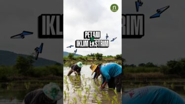 PERJUANGAN PETANI MENGHADAPI IKLIM EKSTREM