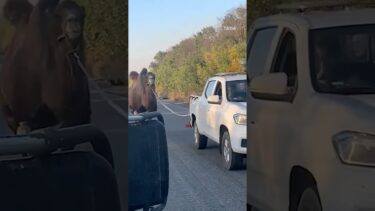 Putin’s WAR CAMEL rescued by Ukraine #ukraine #russia #war