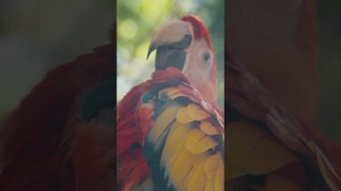 THE REAL REASON COP 30 IS IN THE AMAZON (NOT WHAT YOU THINK)